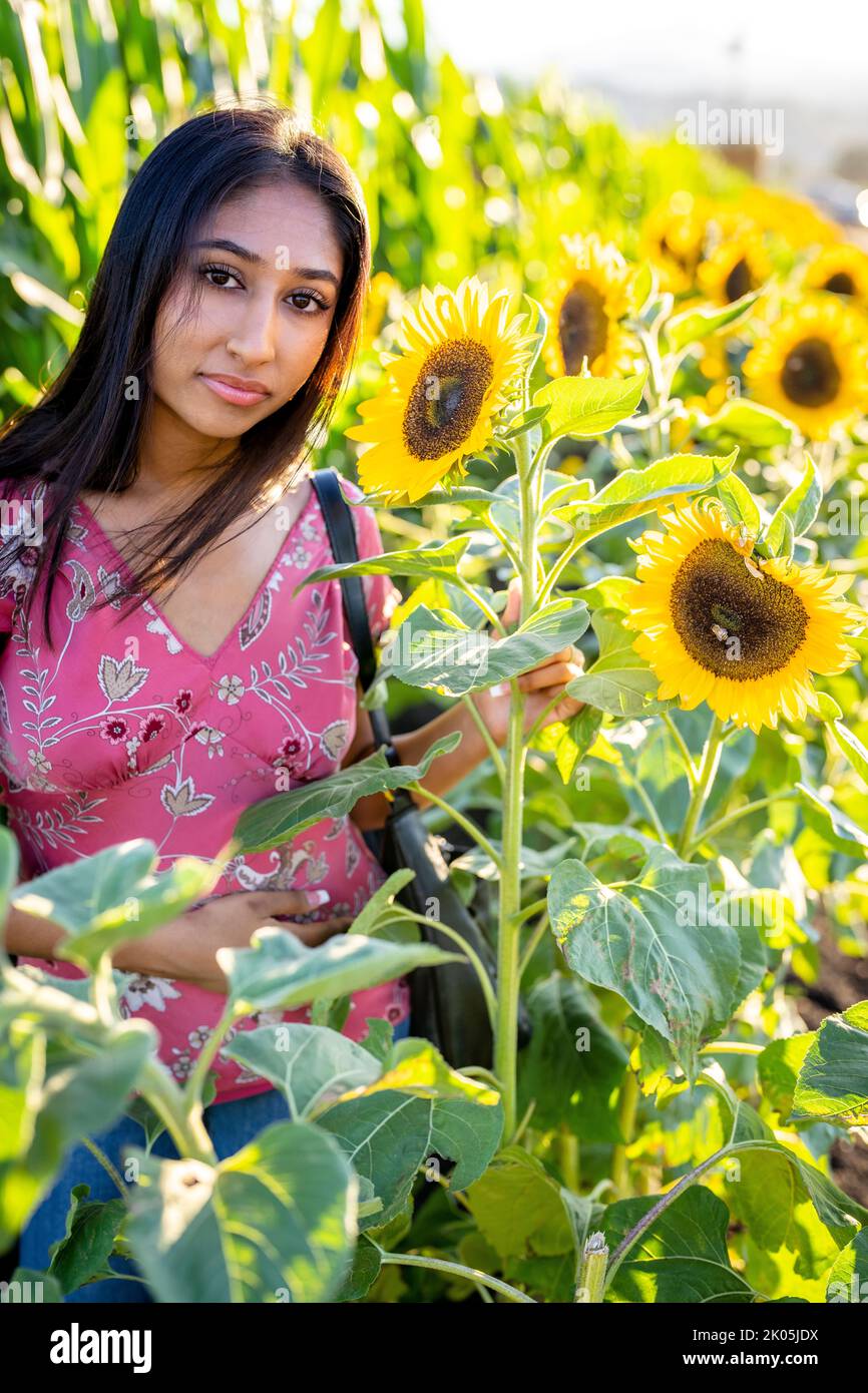 Fall Celebration Portrait of a Young Indian Woman Standing in a Field of Sunflowers Stock Photo