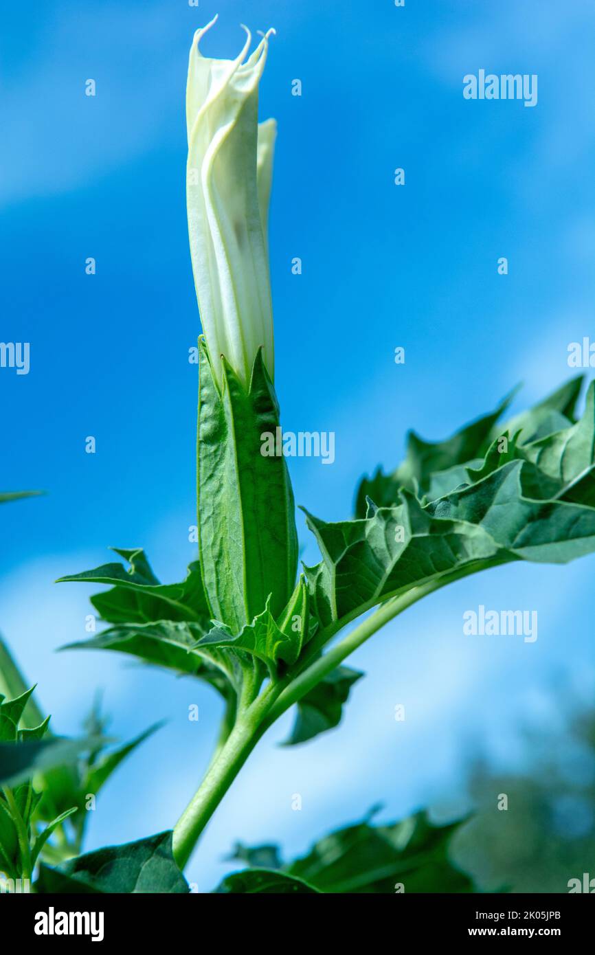 Hallucinogen plant Devil's Trumpet (Datura stramonium). White flower of  Jimsonweed ( Jimson weed ), Thorn apple or Devil's snare. Stock Photo