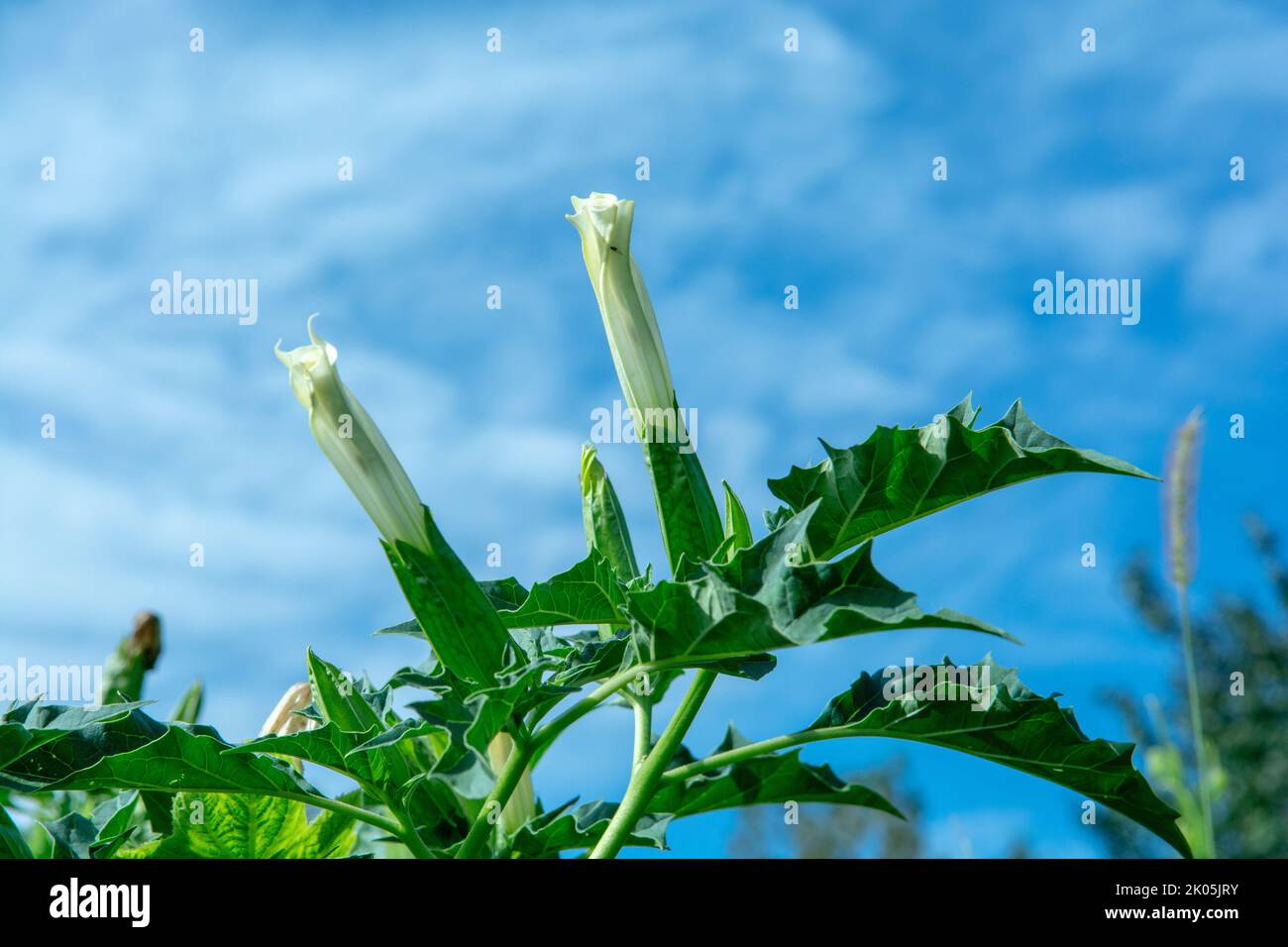 Hallucinogen plant Devil's Trumpet (Datura stramonium). White flower of  Jimsonweed ( Jimson weed ), Thorn apple or Devil's snare. Stock Photo