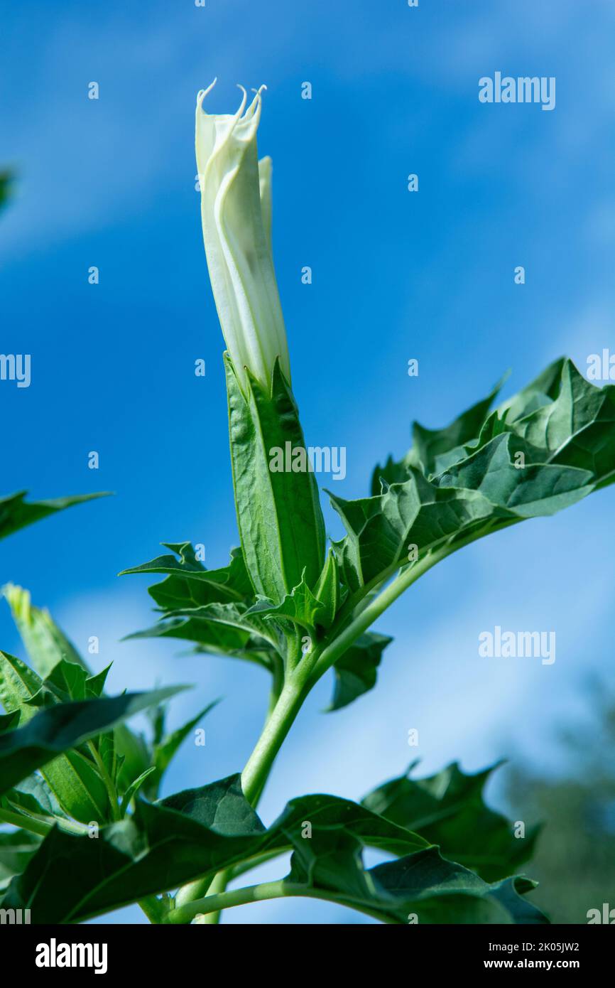 Hallucinogen plant Devil's Trumpet (Datura stramonium). White flower of  Jimsonweed ( Jimson weed ), Thorn apple or Devil's snare. Stock Photo