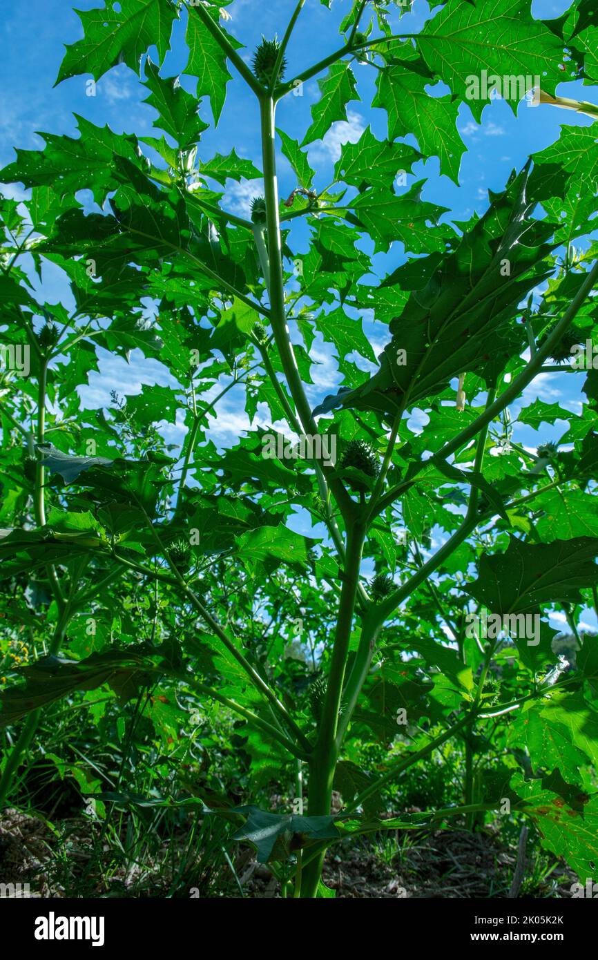 Hallucinogen plant Devil's Trumpet (Datura stramonium). Green leaves of  Jimsonweed ( Jimson weed ), Thorn apple or Devil's snare. Stock Photo