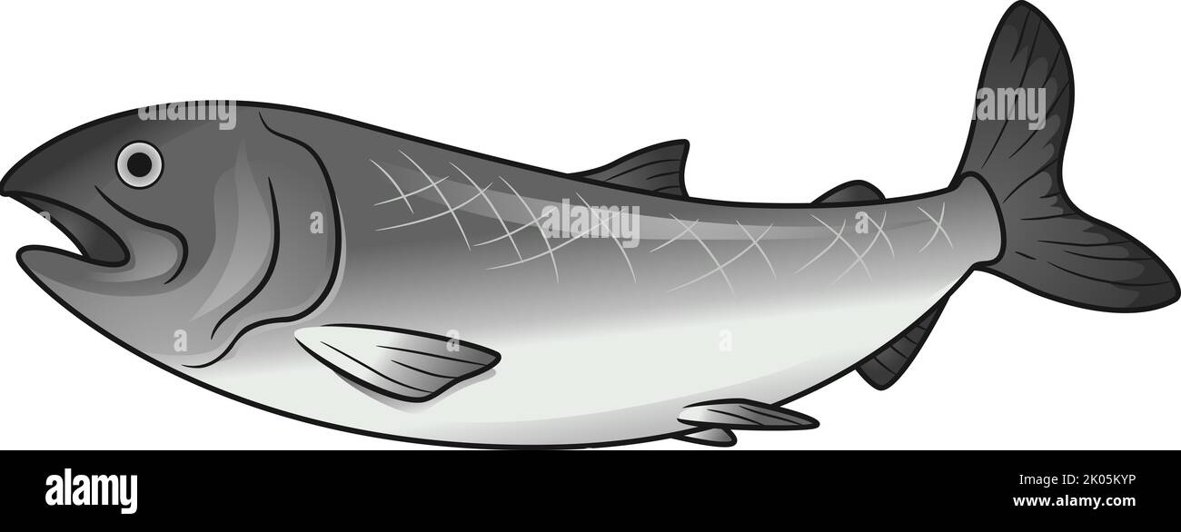 Illustration of Big Wild Salmon Fish for Cooking Stock Photo - Alamy