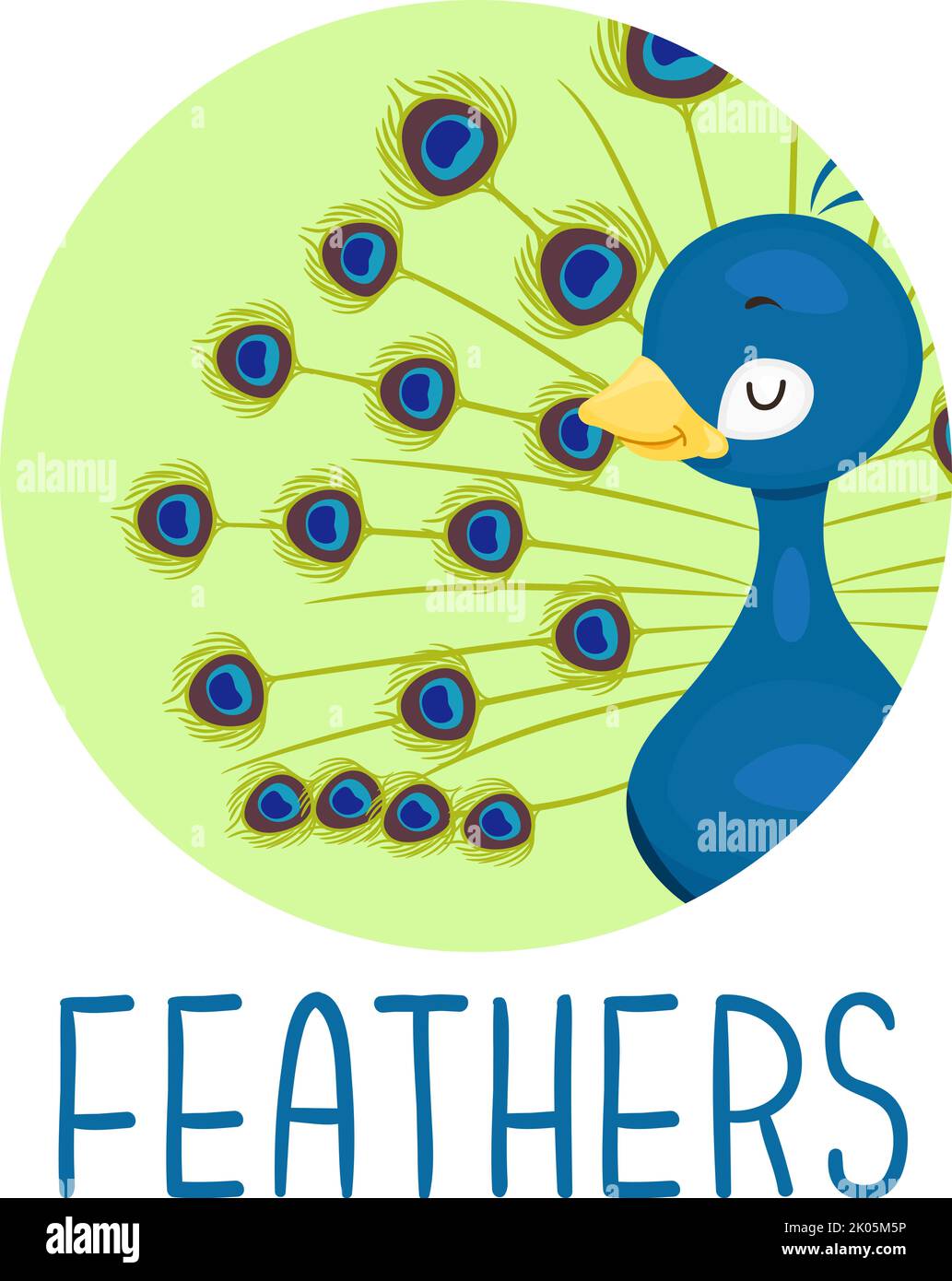 Illustration of a Peacock Bird Animal Showing Its Beautiful Tail Feathers. Learning Body Parts