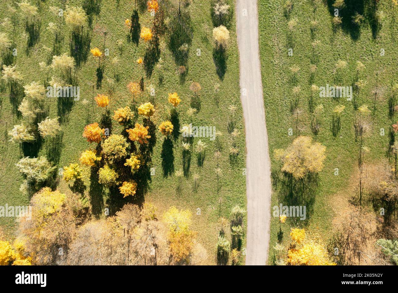 walking path among bright multicolored trees in park on sunny autumn day. drone point view. Stock Photo