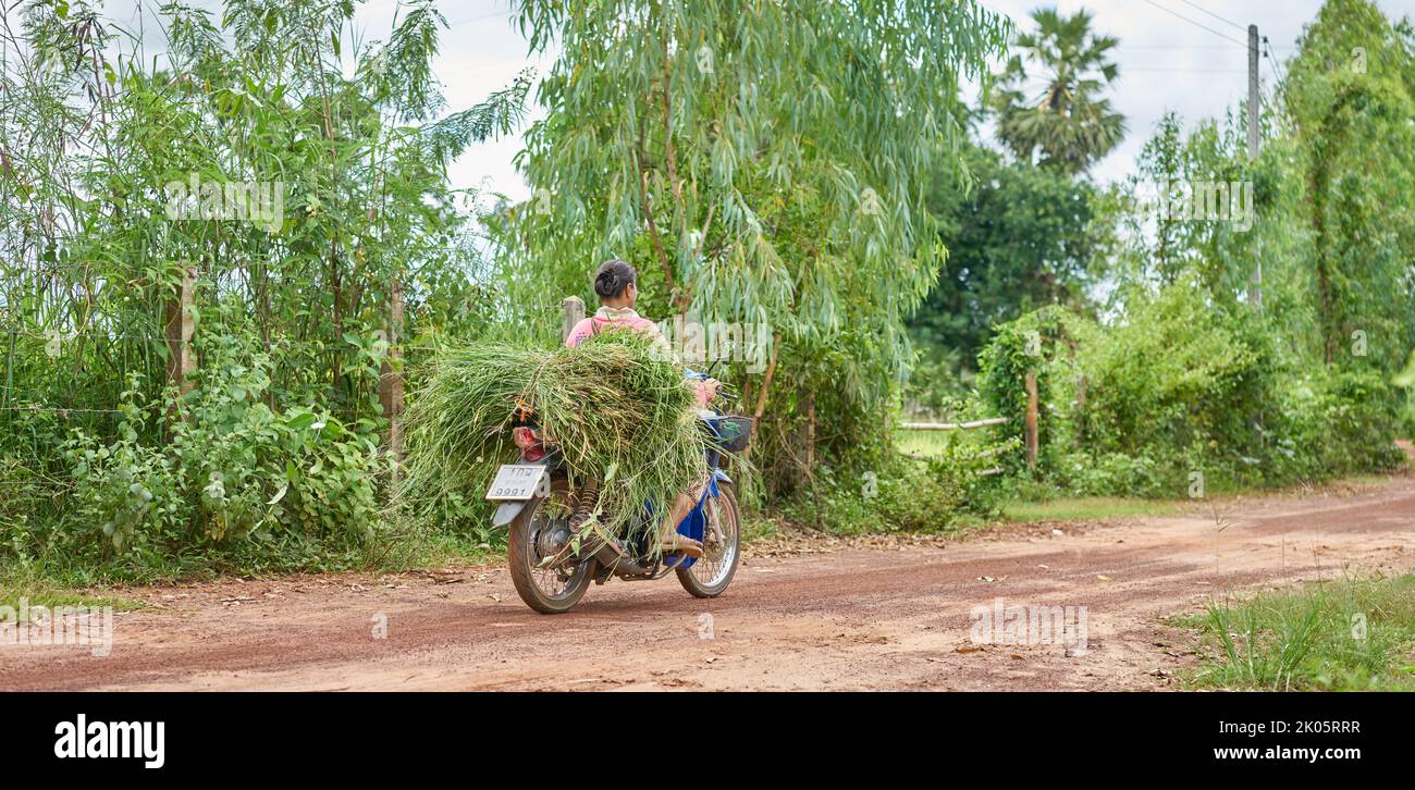 A farmer carries fresh green grass on a motorcycle in rural Thailand. Stock Photo