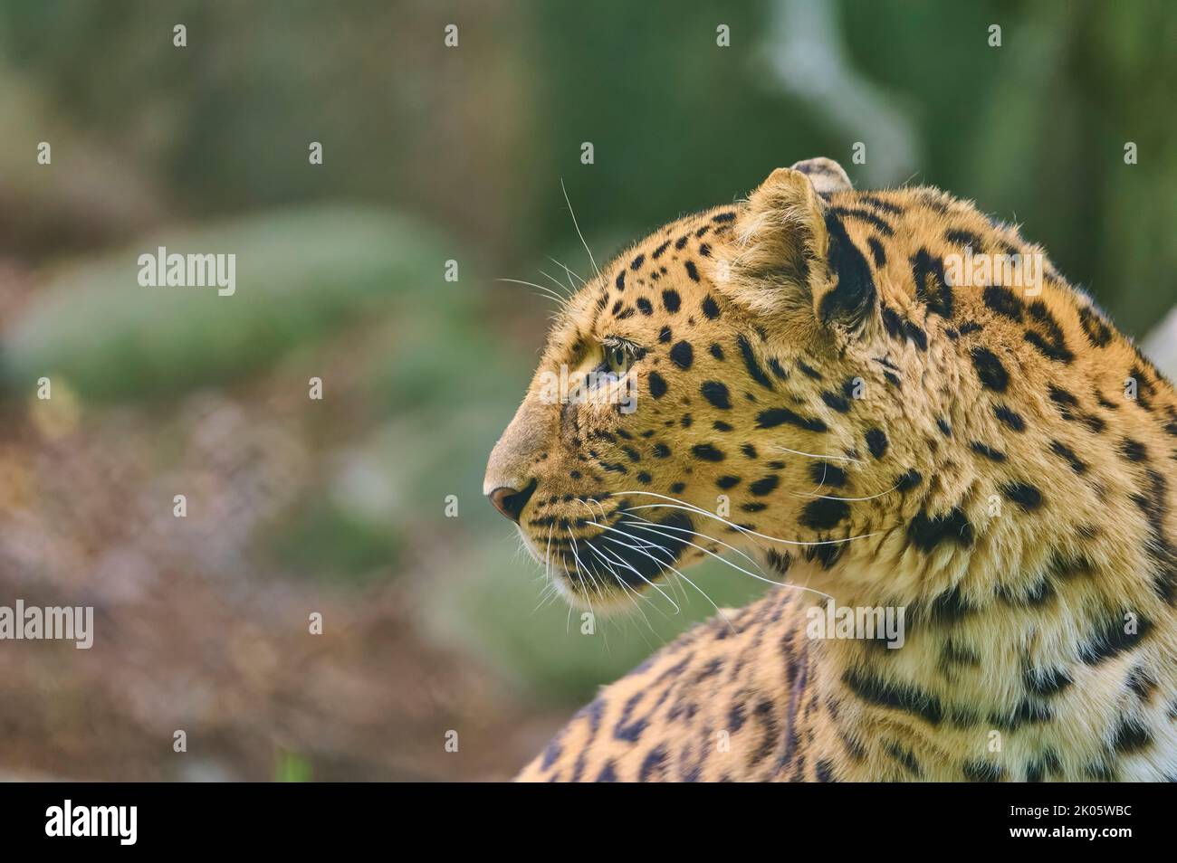 Amur leopard (Panthera pardus orientalis) captive Stock Photo