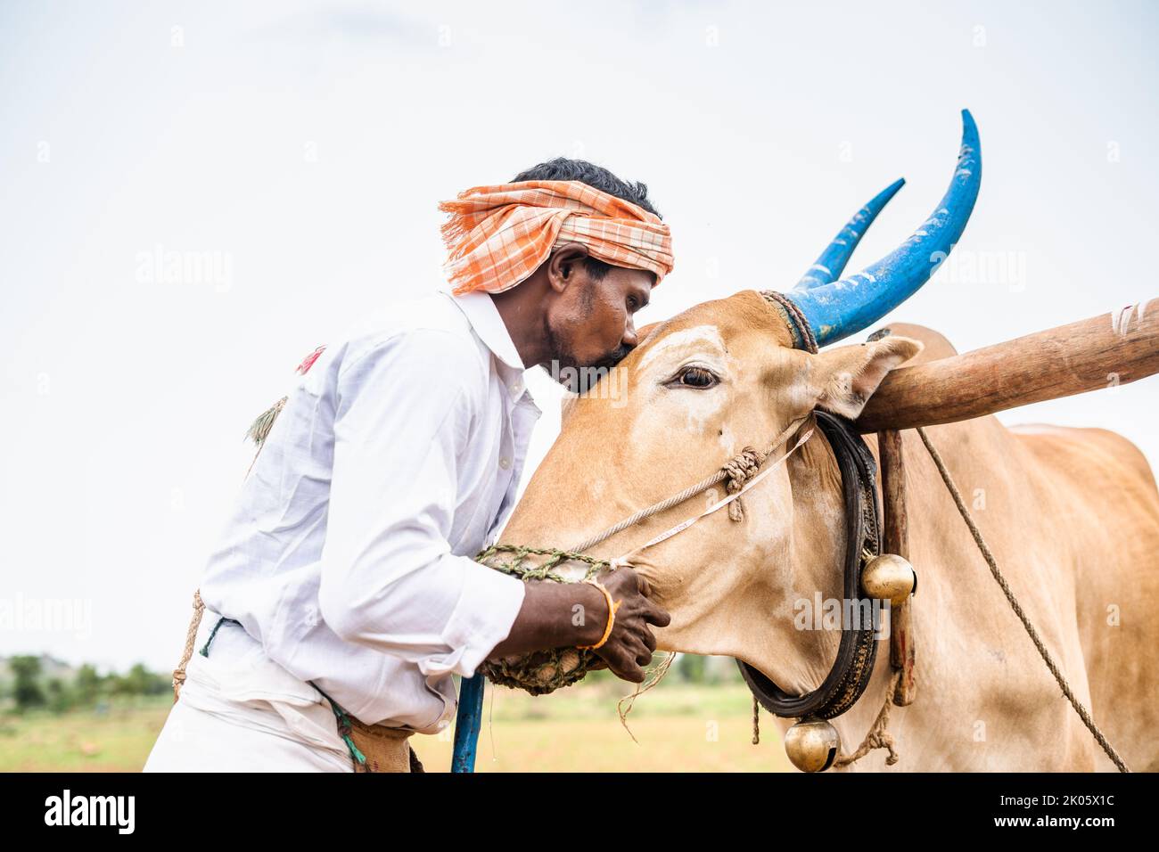 Indian farmer peeting cattle by kiisinng on forehead at farmland while tilling - concept of caring or bonding , agriculture and affection. Stock Photo