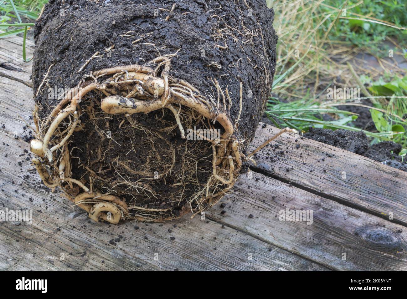 A Root Bound of a date palm tree Phoenix dactylifera close up. In