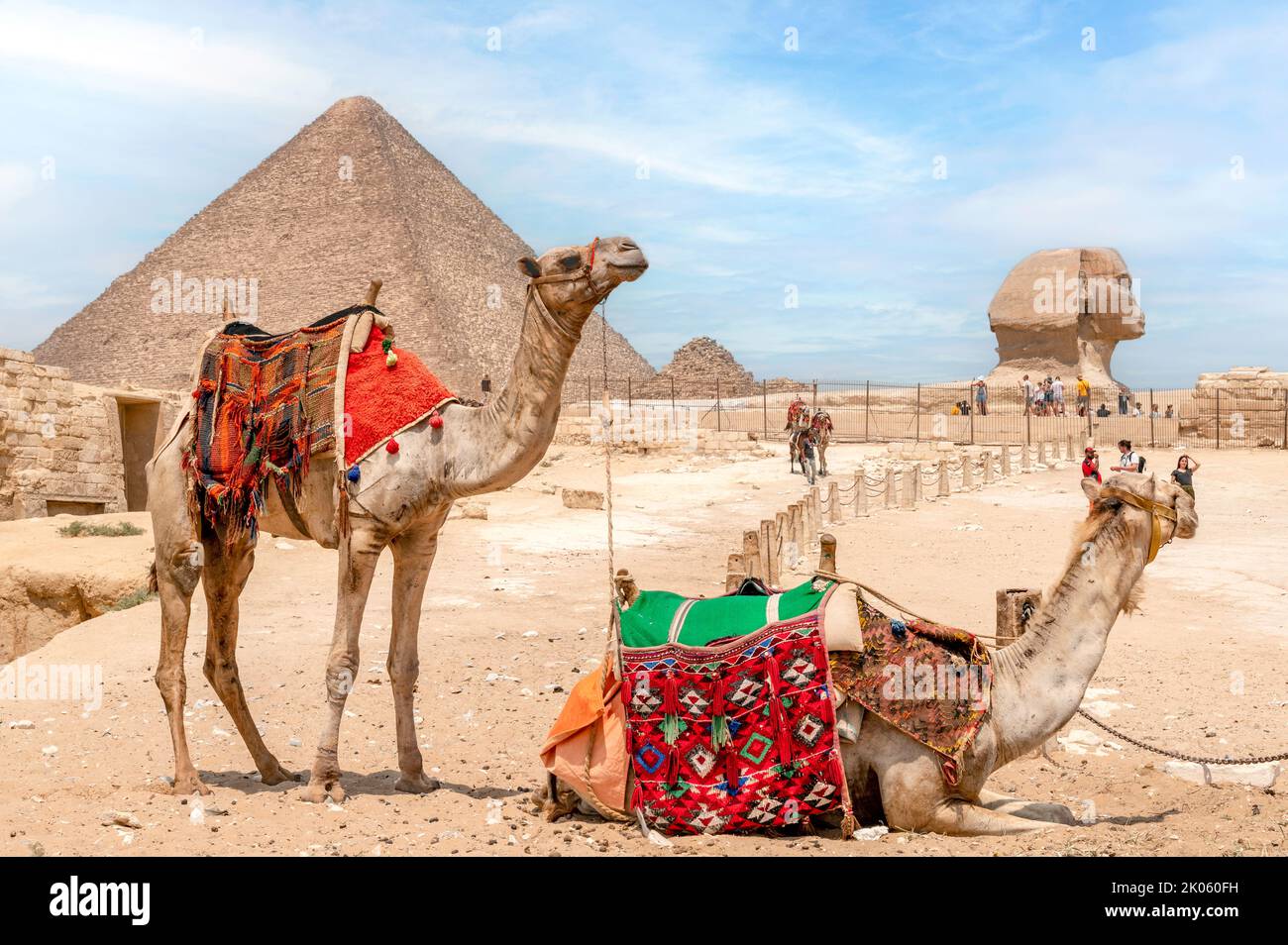 Cairo/ Egypt. 08/28/2022. Camels resting in front of the pyramid of Cheops and the Great Sphinx of Giza Stock Photo
