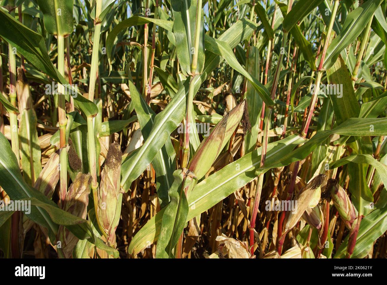 Closeup of a corn maize field. Plants with corn on the cob. Summer, August in southern Germany. Stock Photo