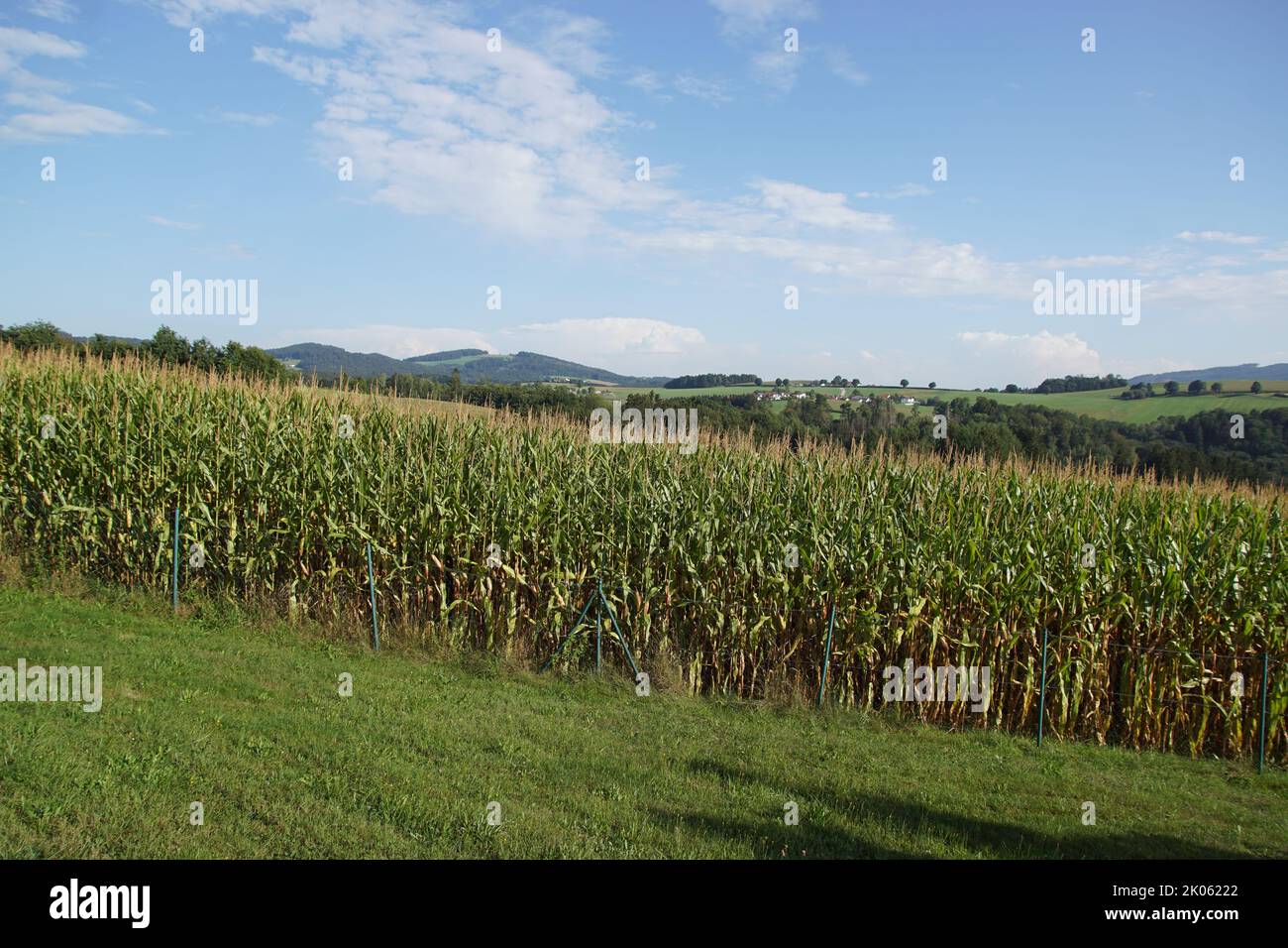 View of a green corn maize field with hills, forests and meadows in the background in the summer in southern Germany. Stock Photo