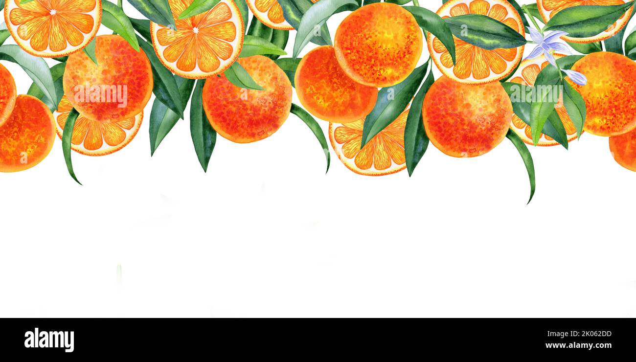 Oranges on a branch and slices watercolor seamless border. Hand drawn