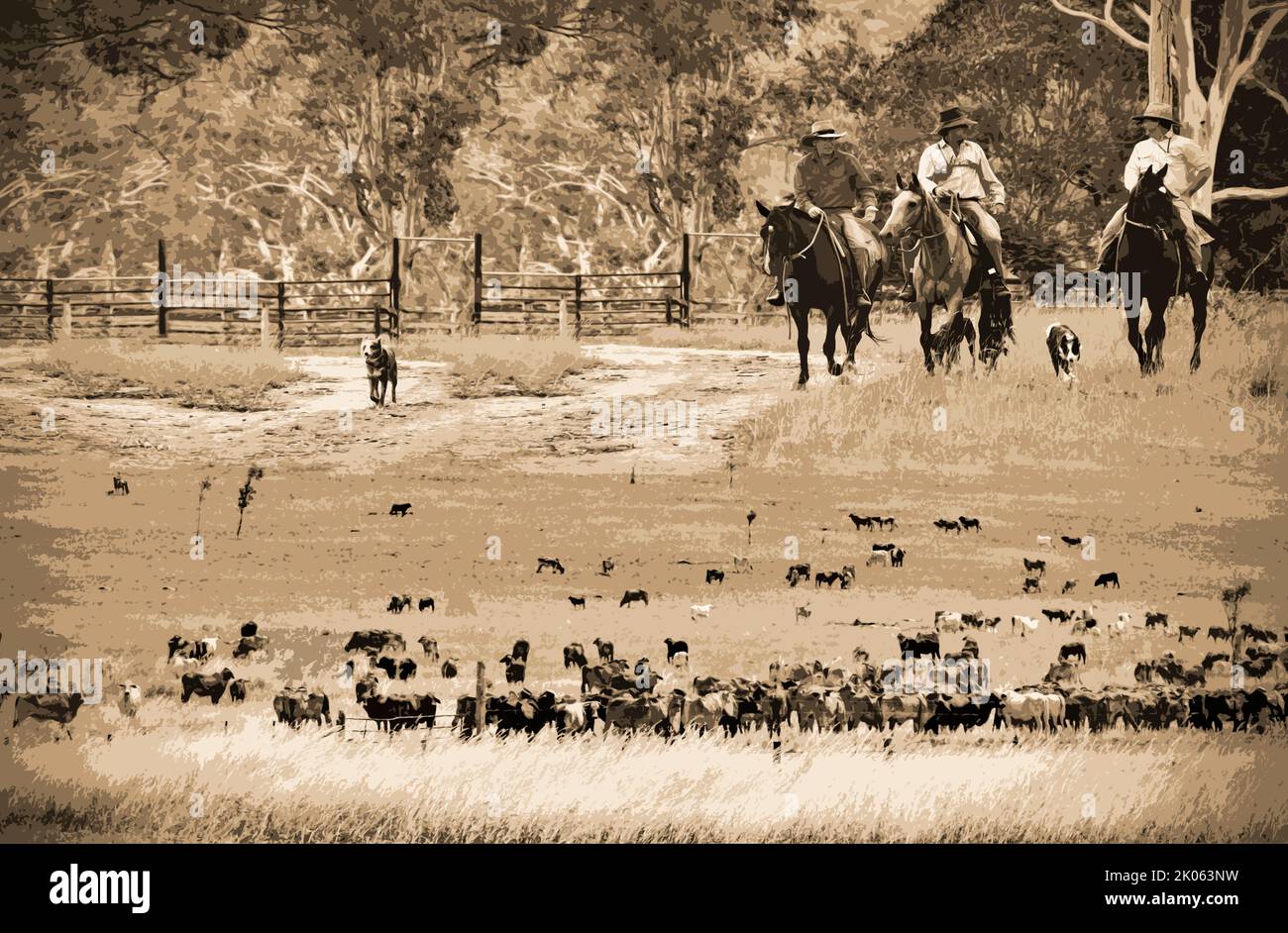 COWBOYS ON HORSES WITH DOGS GOING MUSTERING Stock Photo