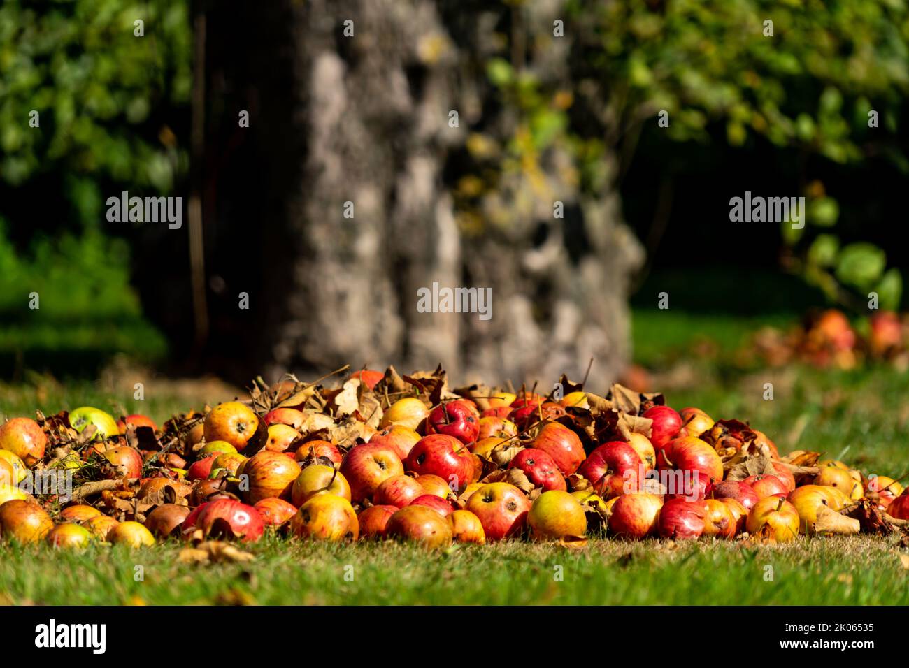 Piles of fallen apples on a lawn at the foot of an old apple tree Stock Photo
