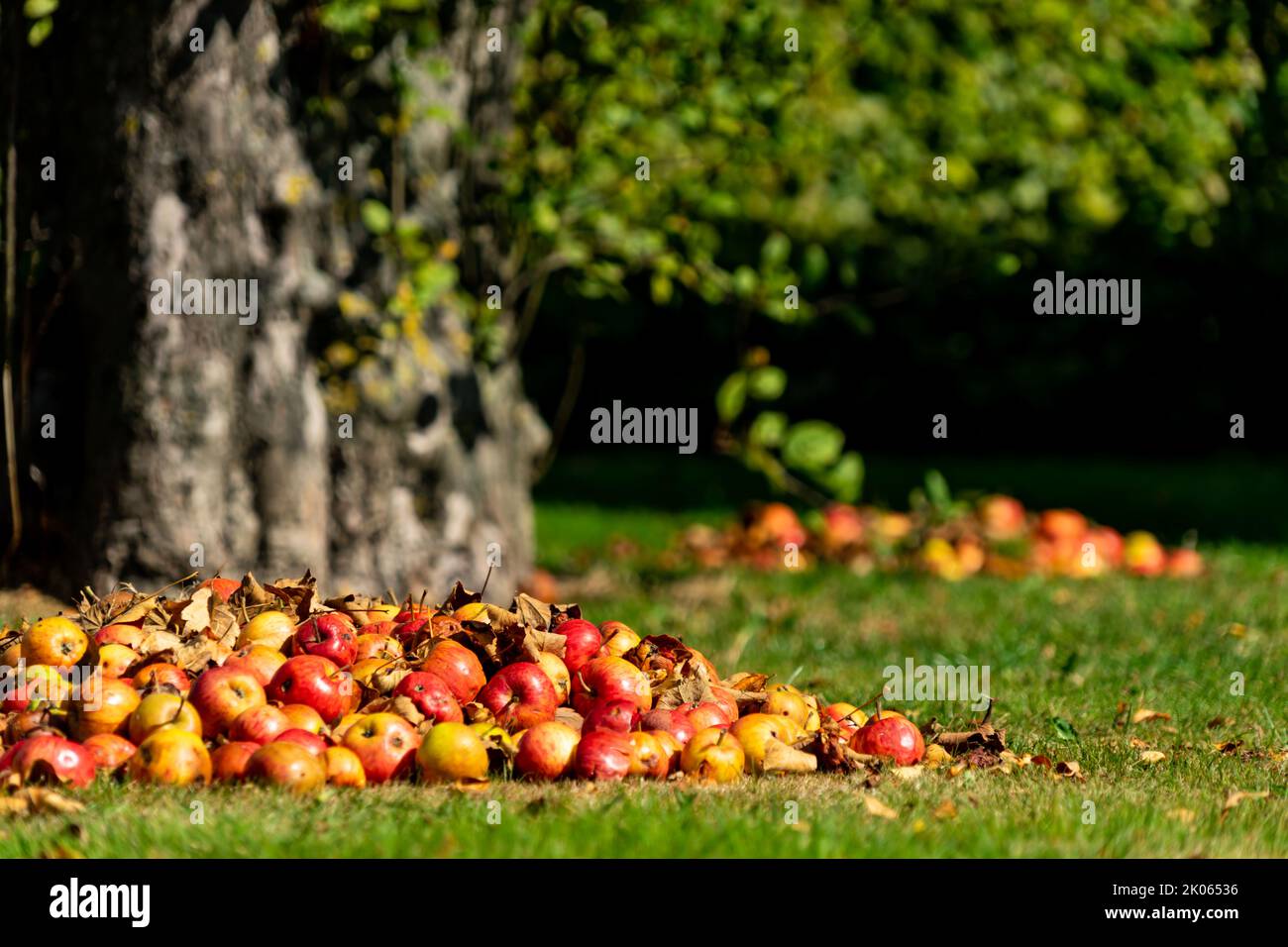 Piles of fallen apples on a lawn at the foot of an old apple tree Stock Photo