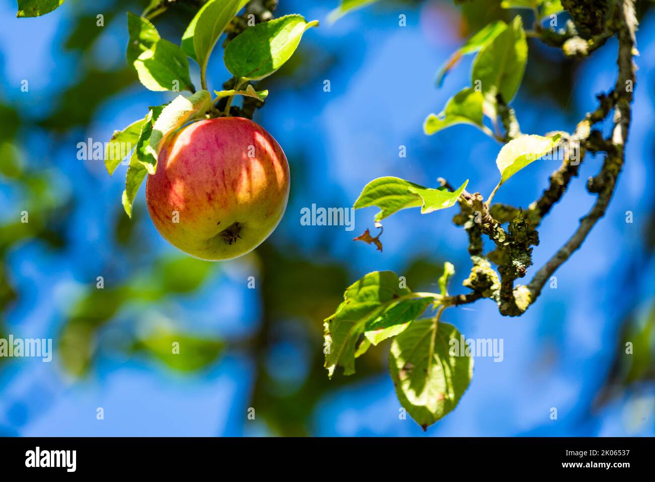 Single King Of the Pippins apple hanging in sundappled shade in an apple tree Stock Photo