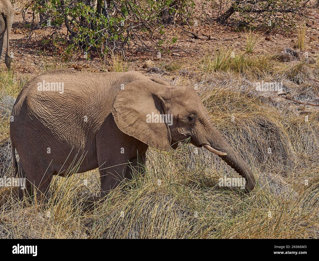 Desert Elephant feeding in an ephemeral river bed of Palmwag region in