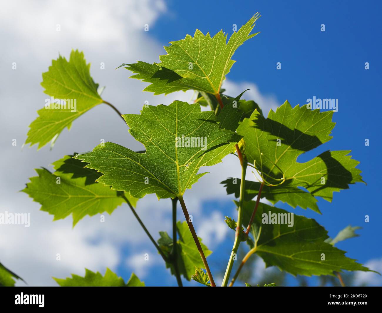 Young grape leaves in the blue sky Stock Photo