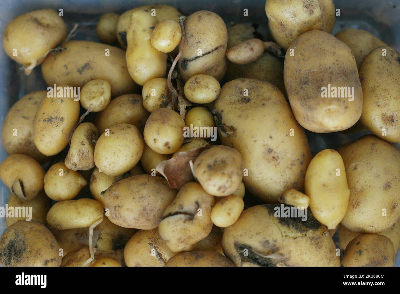 Close Up A Lot Of Potatoes Stock Photo, Picture and Royalty Free Image.  Image 17316307.