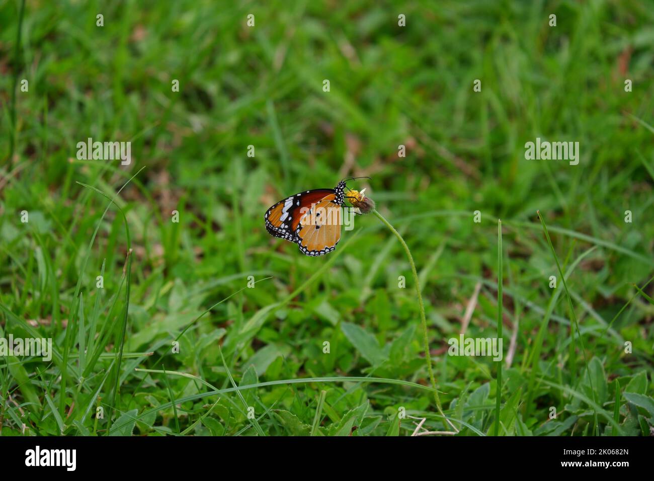 a colorful butterfly is drinking nectar on a small yellow flower ...