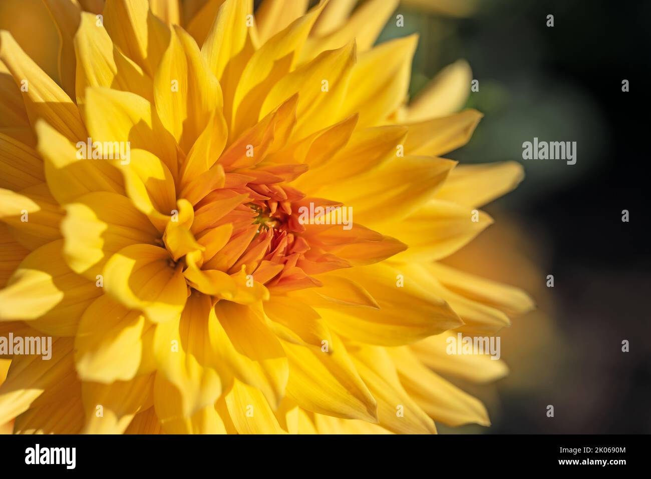 Blooming dahlia in a closeup Stock Photo