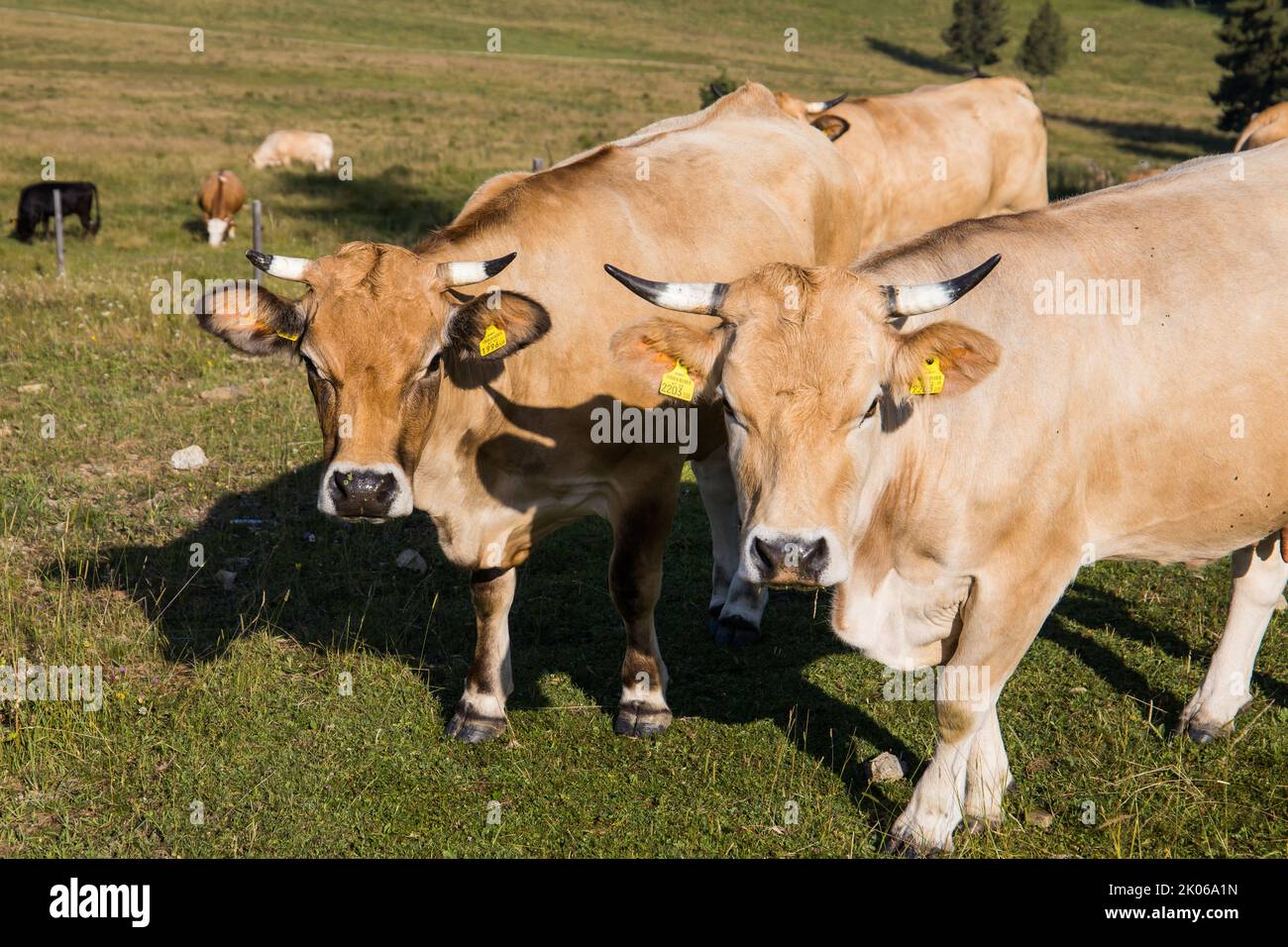 Husbandry with cows on an idyllic mountain landscape in Austria Stock Photo