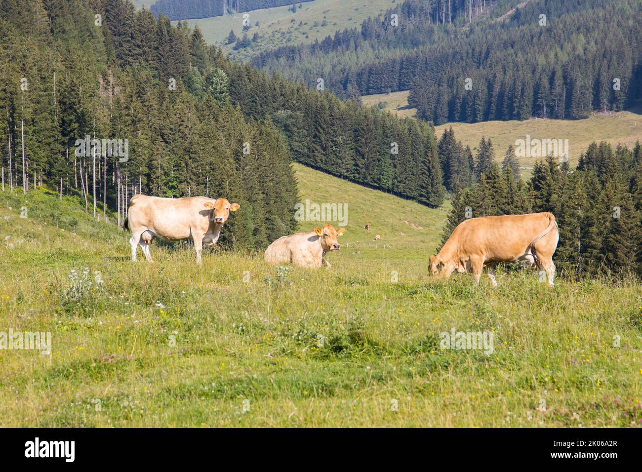 Husbandry with cows on an idyllic mountain landscape in Austria Stock Photo
