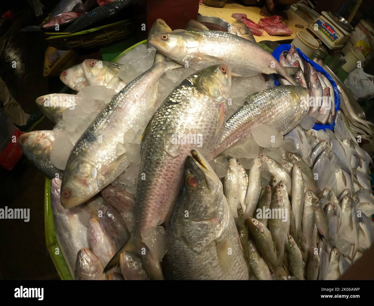 Kolkata, West Bengal, India. 9th Sep, 2022. Hilsha fish imported from Bangladesh at a wholesale