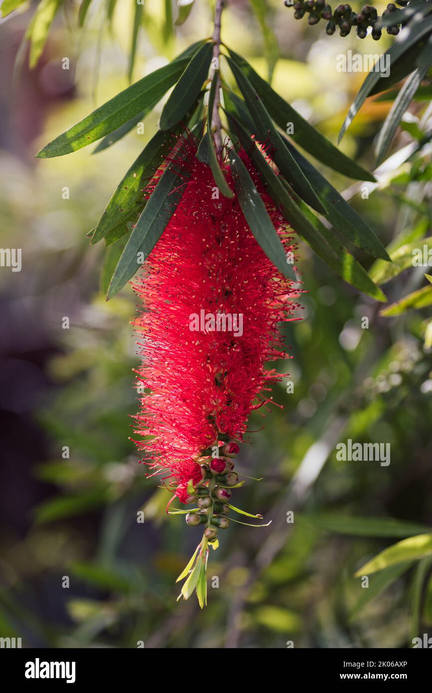 Native Australian Bottle brush flower Stock Photo Alamy