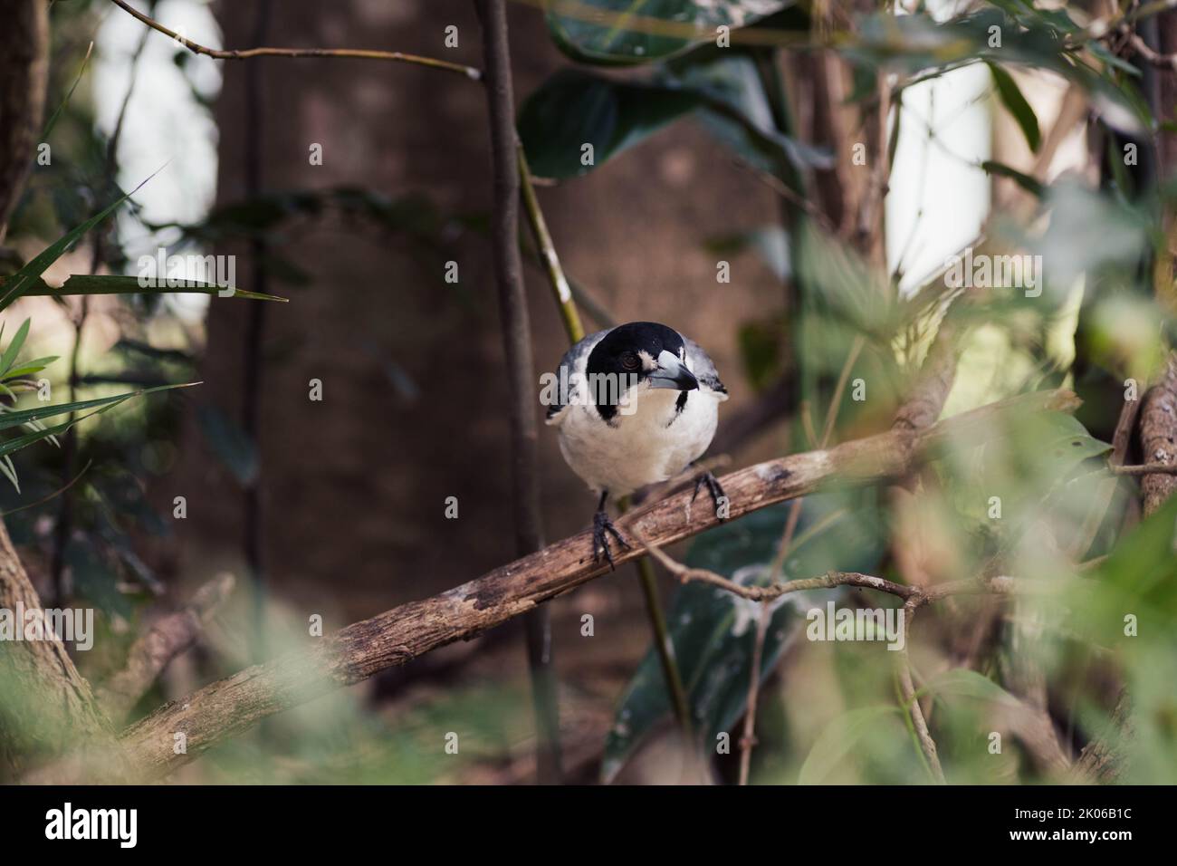 Native Australian Butcher Bird Stock Photo