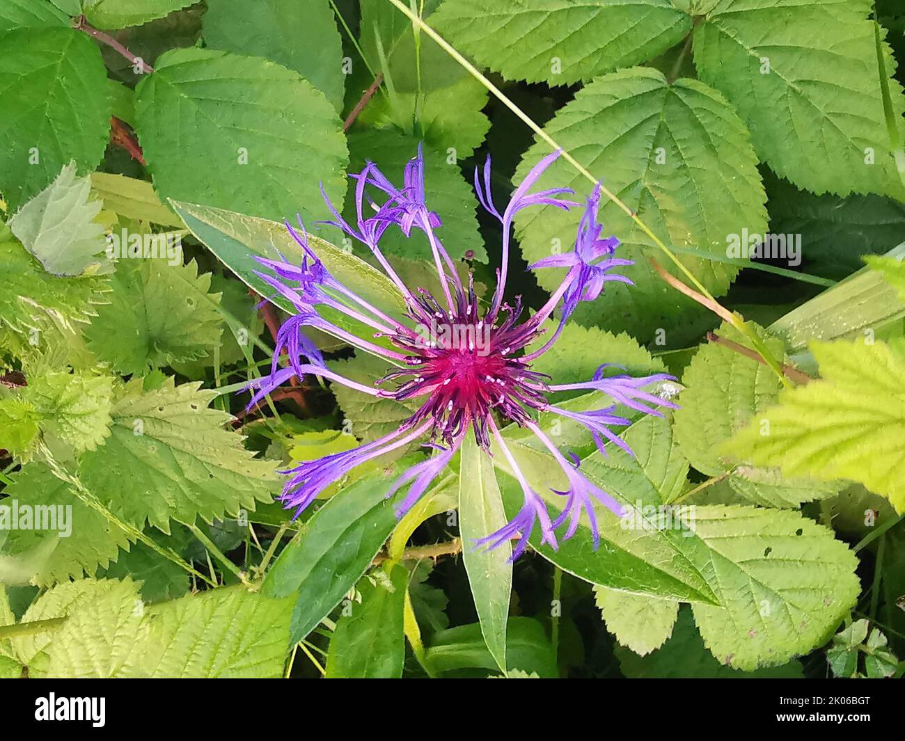 Beautiful purple daisy thistle flower against green foliage background Stock Photo