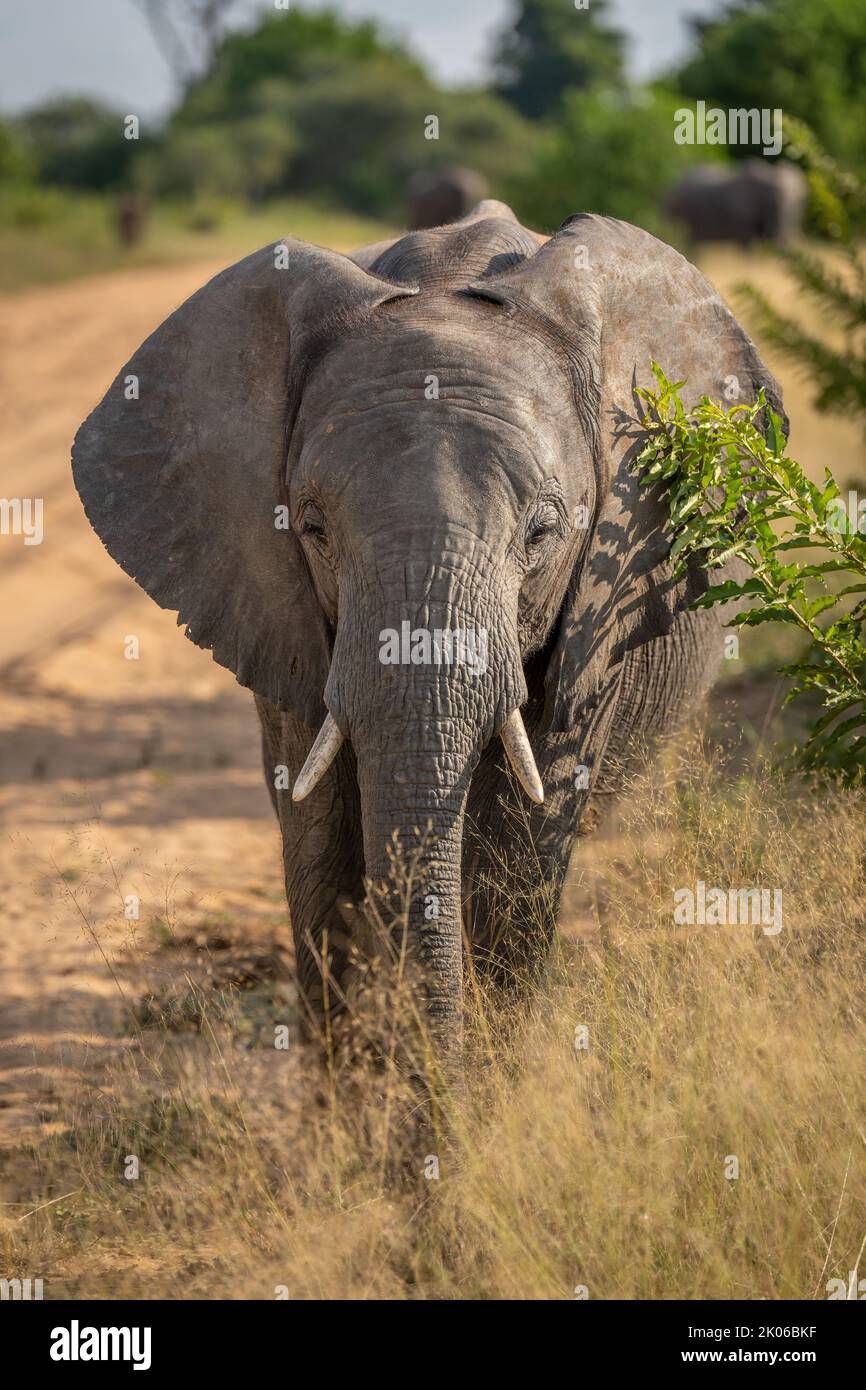 African bush elephant by track facing camera Stock Photo - Alamy