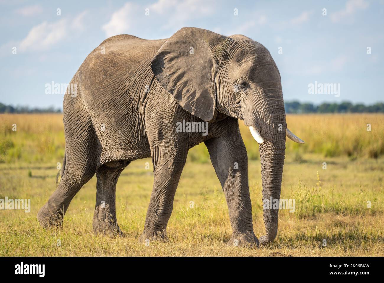 African bush elephant crosses grassland in sunshine Stock Photo - Alamy