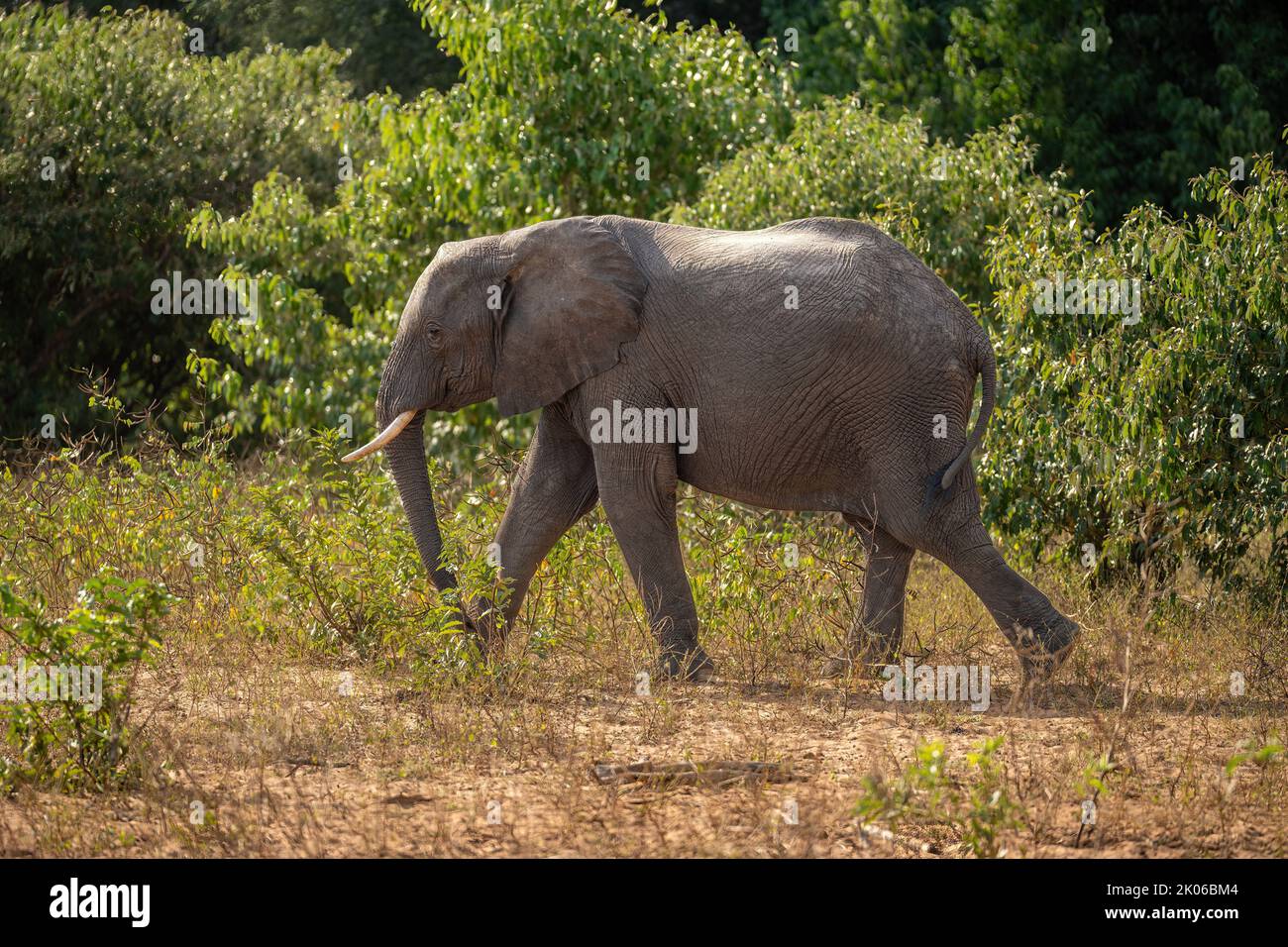 African bush elephant passes bushes in sunshine Stock Photo - Alamy