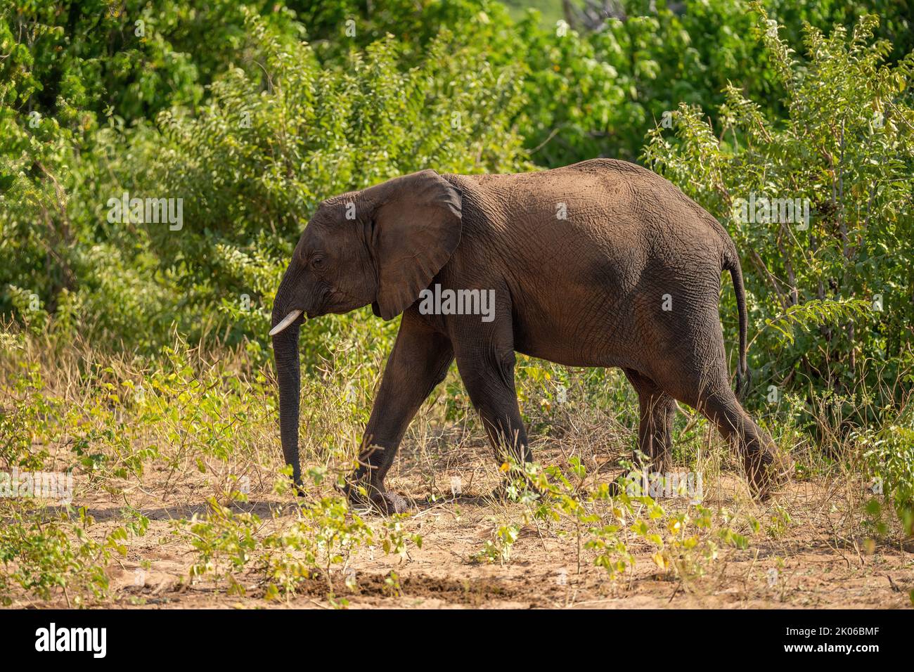 African bush elephant passes bushes in clearing Stock Photo - Alamy