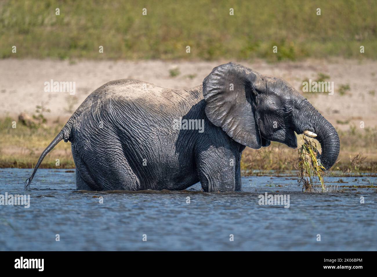 African bush elephant stands feeding in shallows Stock Photo - Alamy
