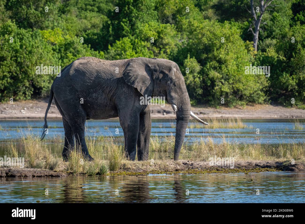 African bush elephant stands on grassy island Stock Photo - Alamy