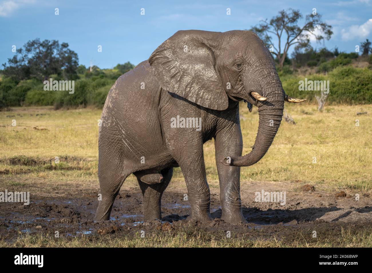 African bush elephant stands on muddy ground Stock Photo - Alamy