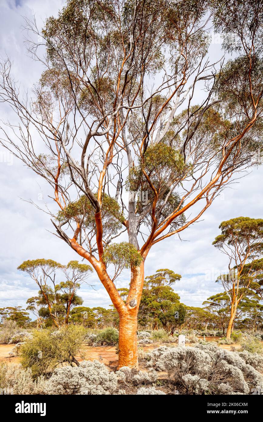 Beautiful Gimlet Tree at Lake Johnson, Hyden-Norseman Road, Western Australia Stock Photo