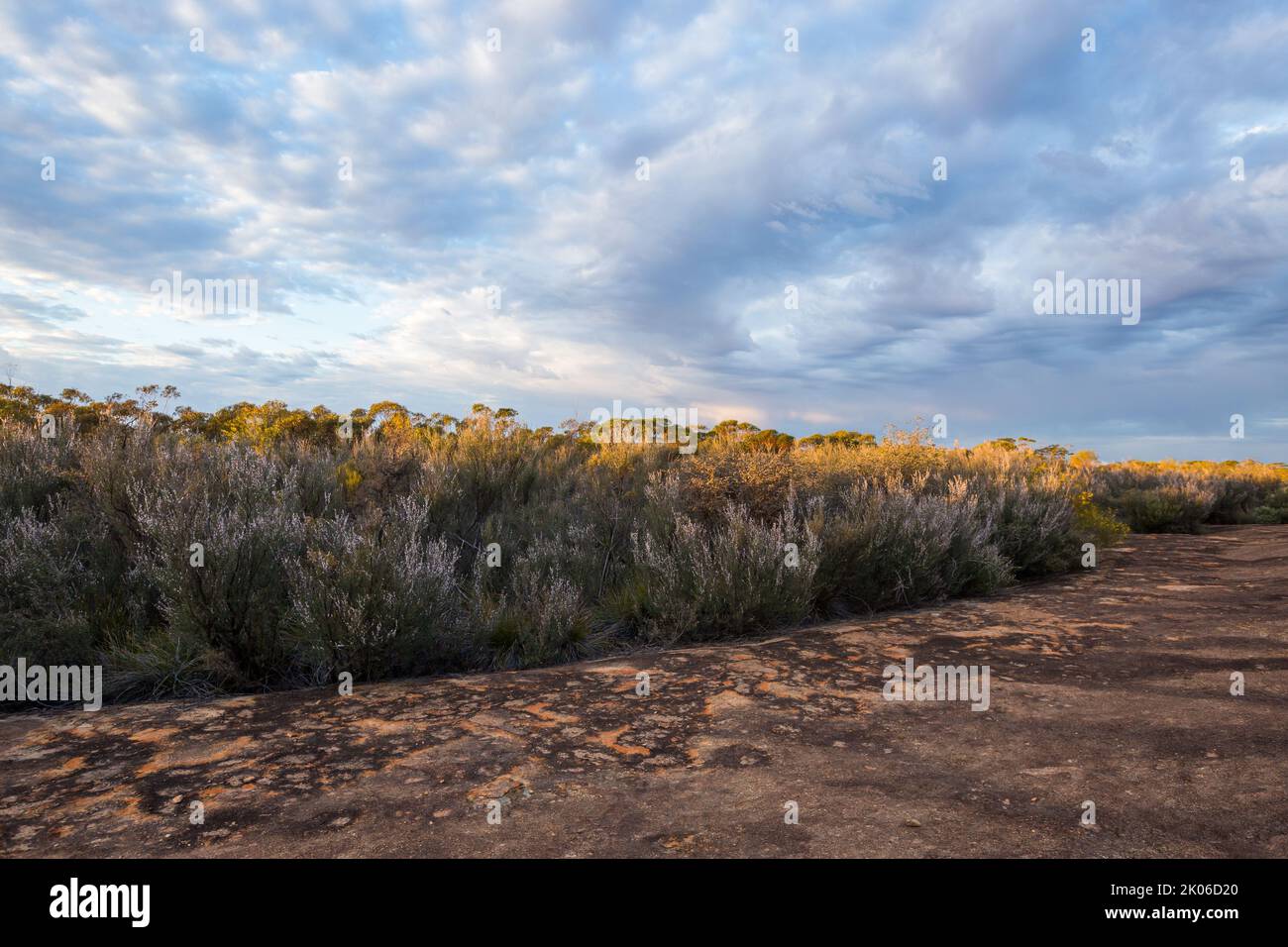 Early morning light on the flowering shrubs McDermid Rock, Hyden-Norseman Road Western Australia Stock Photo