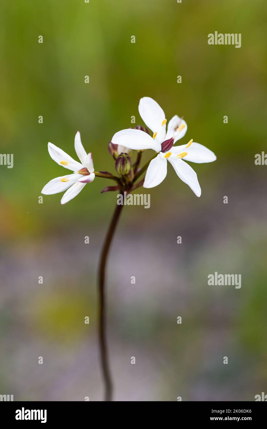 Spring flowering Milkmaid flower with out of focus background.  Yarloop Western Australia Stock Photo