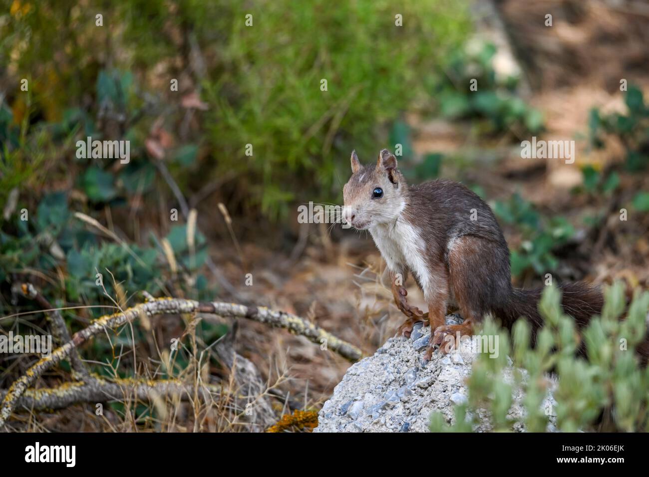 Sciuridae family hi-res stock photography and images - Alamy