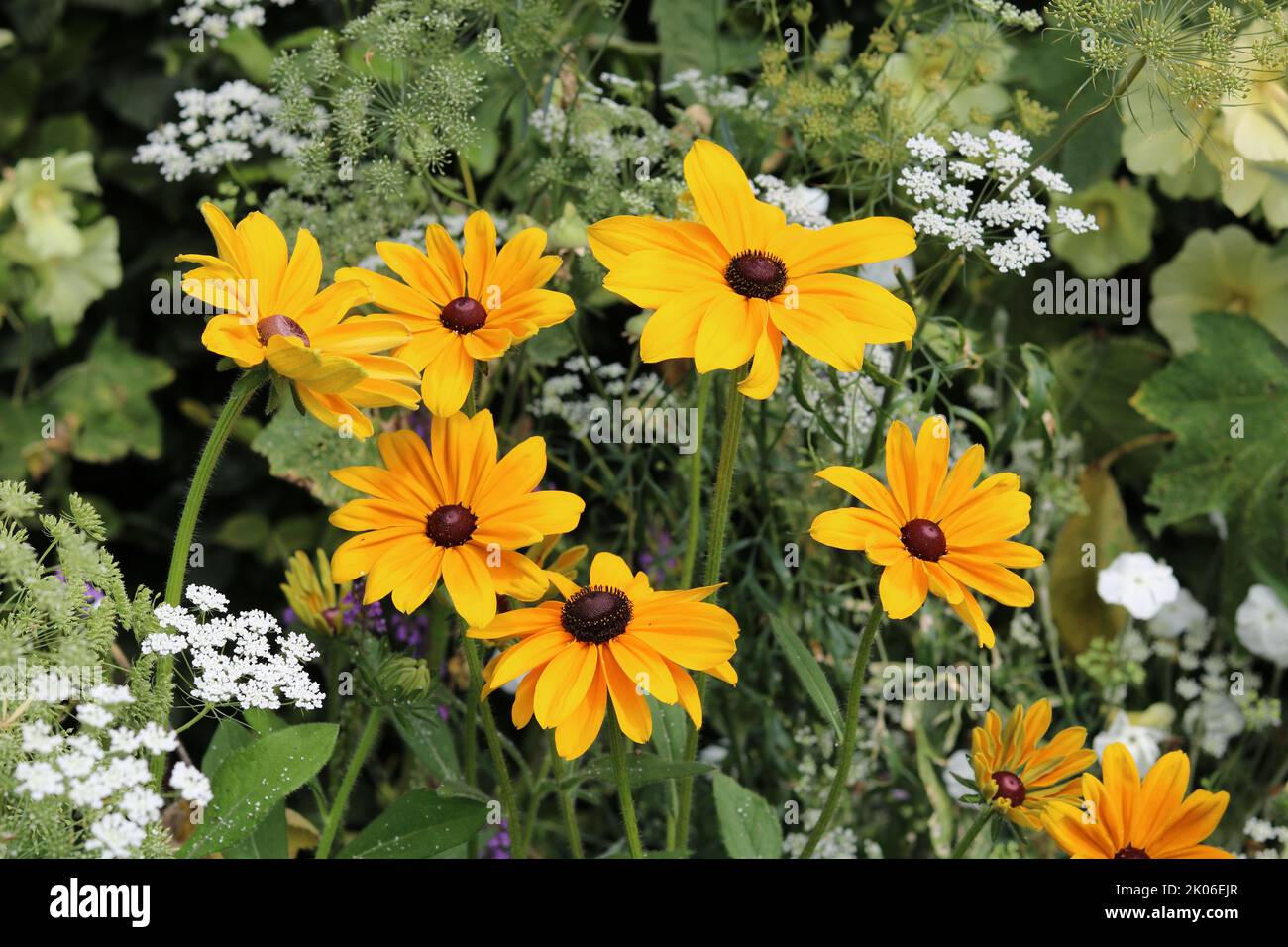 Full frame image of black eyed Susan flowers in flowerbed with cow parsley Stock Photo