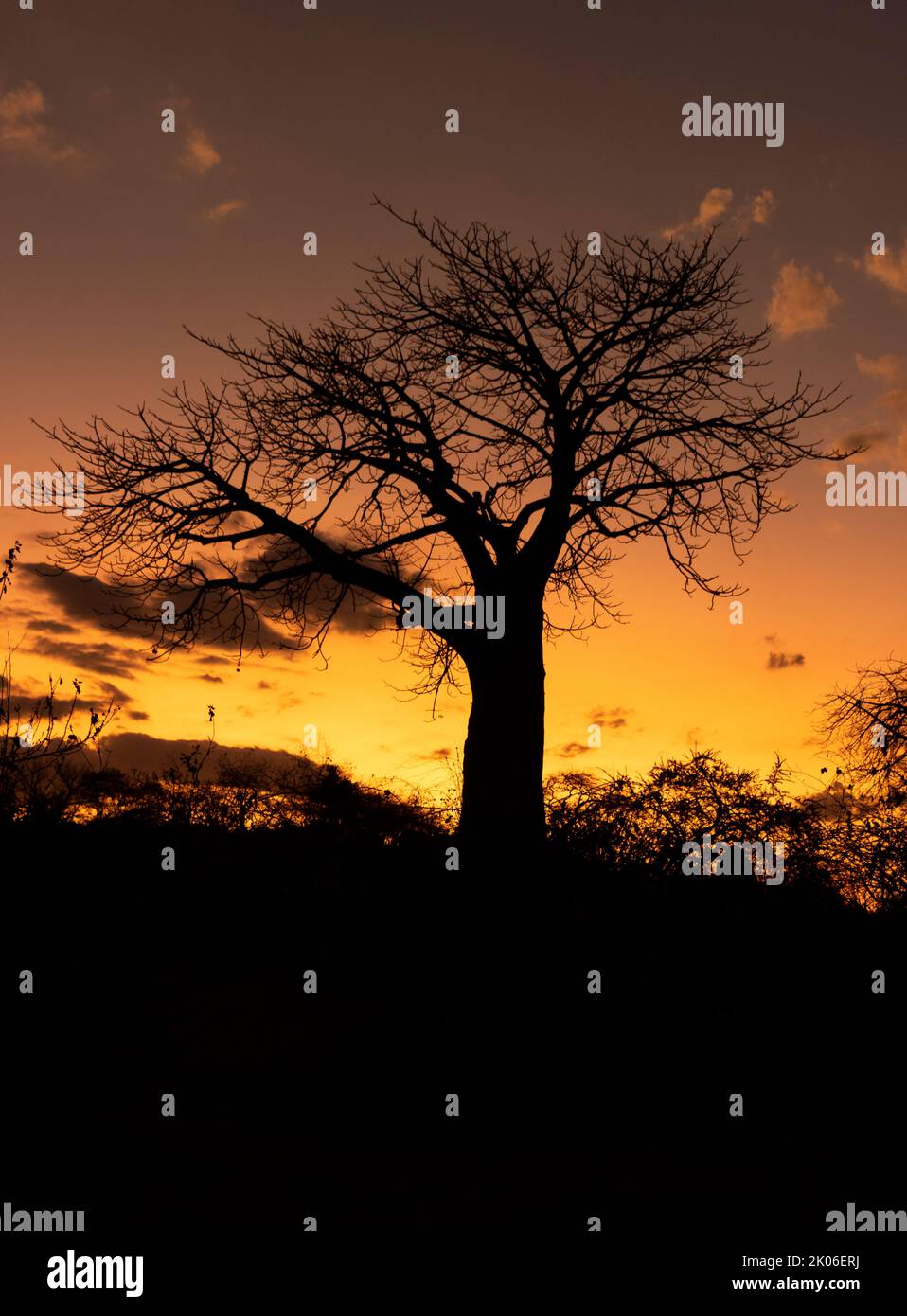 A distinctive outline of the legendary Baobab tree. These ancient giants, often referred to as upside down tree, are found in the hotter drier regions Stock Photo