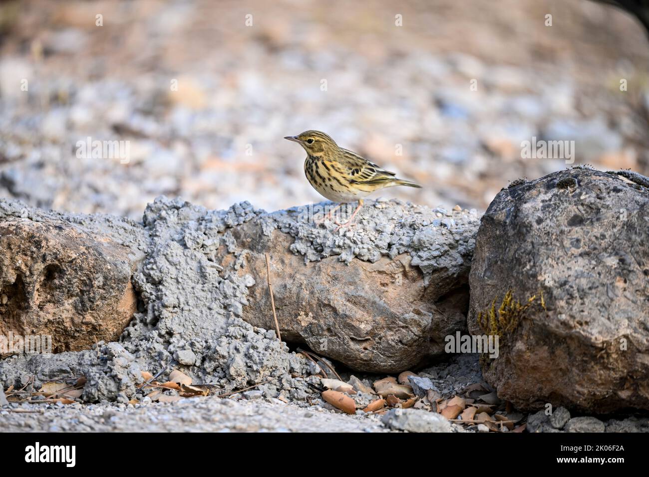 Anthus trivialis or Tree Pipit, is a species of passerine bird in the Motacillidae family. Stock Photo