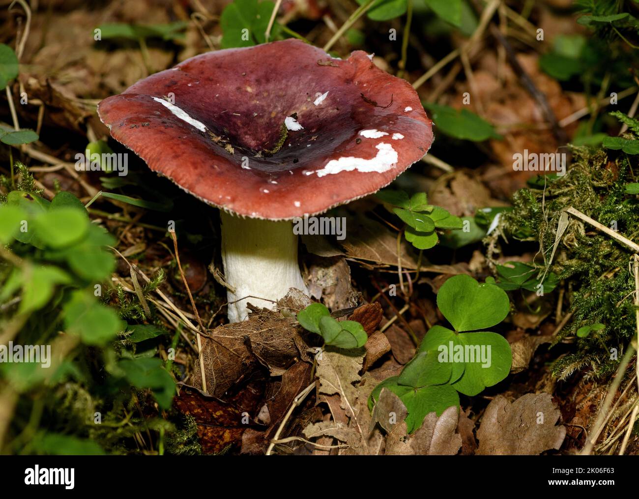 Russula sp. (possibly R. puellaris) from Hidra, south-western Norway in late August. Stock Photo