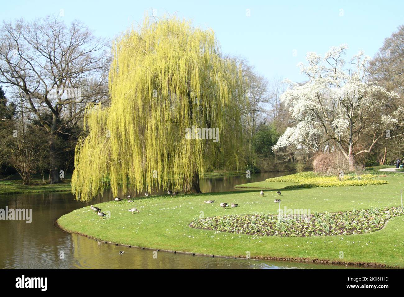 The True weeping willow (Salix babylonica) is a plant from the kind of willow Stock Photo