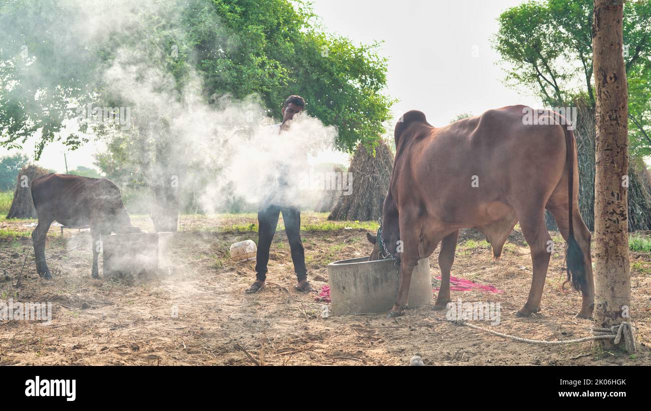 precaution of lampi virus, Indian farmer burn dry leaves with camphor to save his animal from lumpy or lampi skin disease. Stock Photo