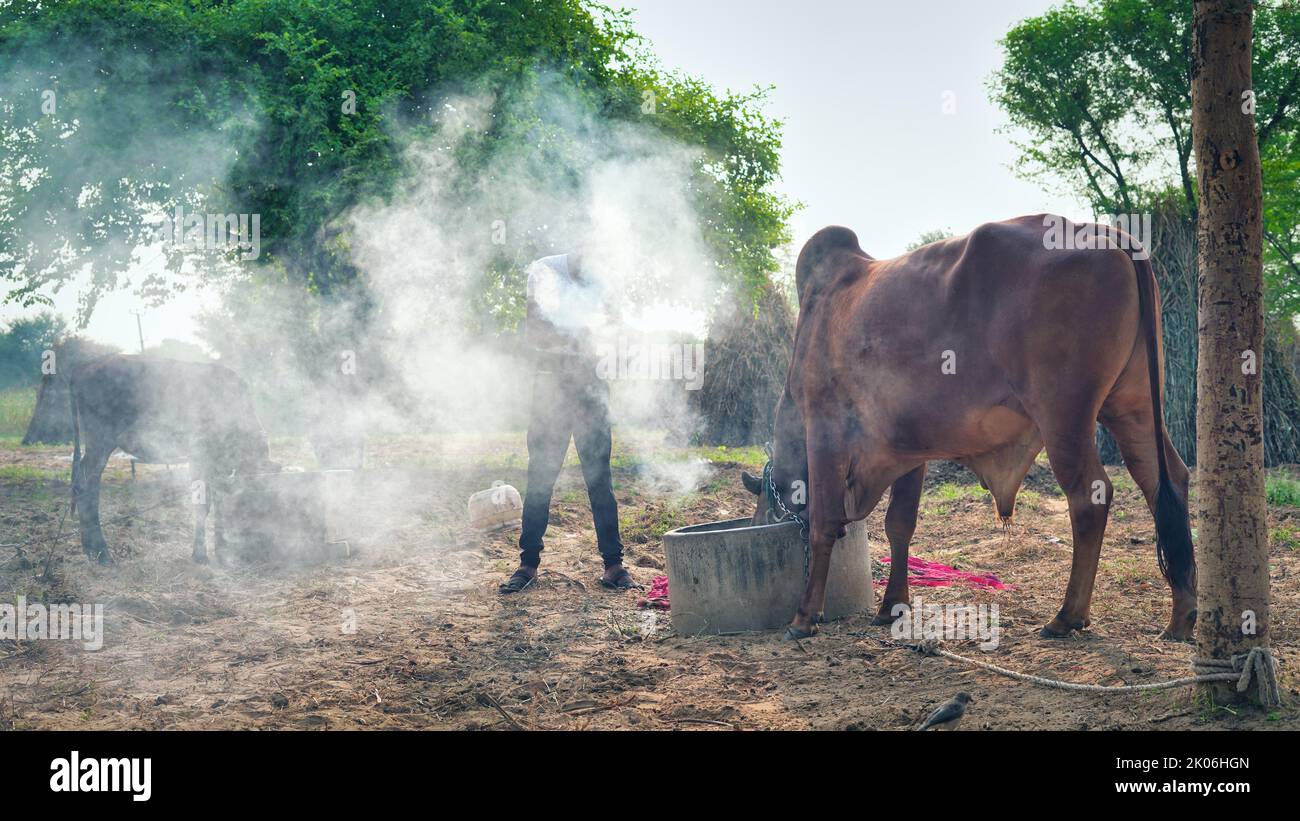 Indian farmer burning neem tree leaves to save his cows from lumpy or lampi disease. Precaution of lumpy disease. Stock Photo