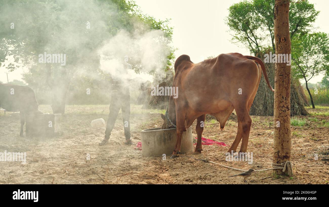 precaution of lampi virus, Indian farmer burn dry leaves with camphor to save his animal from lumpy or lampi skin disease. Stock Photo